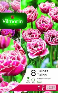 Tulipe Brest (x8)